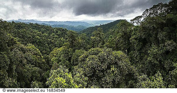 Choco-Regenwald  Ecuador. Dieses Gebiet des Dschungels ist der Mashpi-Nebelwald in der Provinz Pichincha in Ecuador  Südamerika