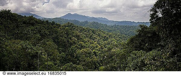 Choco-Regenwald  Ecuador. Dieses Gebiet des Dschungels ist der Mashpi-Nebelwald in der Provinz Pichincha in Ecuador  Südamerika