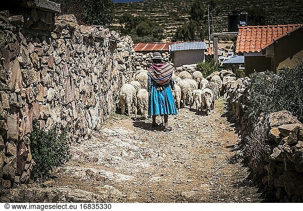 Cholita hütet Schafe auf der Isla del Sol (Sonneninsel)  Titicacasee  Bolivien