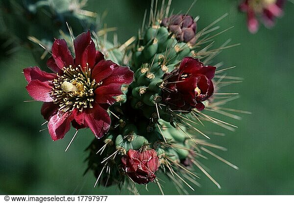 Cholla cactus (Cactaceae)  Arizona  USA  nopale (Opuntia)  north america (north_america)  Plants  Cacti  Flowers  red  red  Landscape format  horizontal  North America