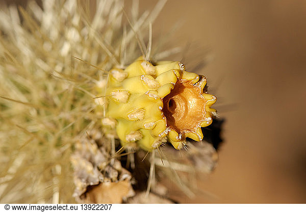 Cholla cactus flower