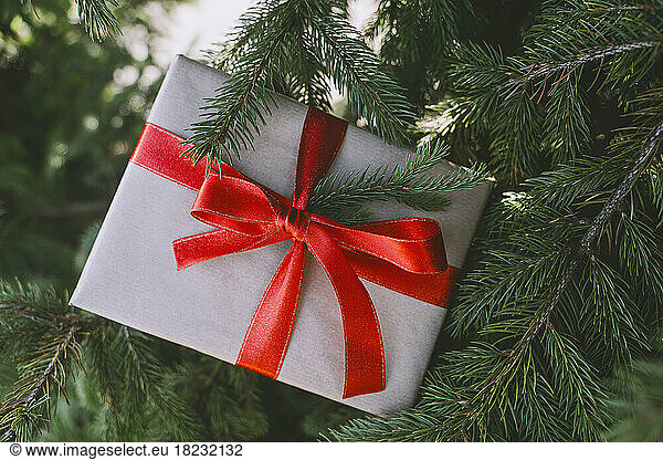 Christmas gift box tied with red ribbon on fir tree