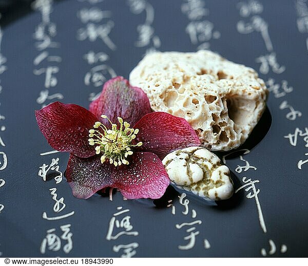 Christrose und Steine in Schale  japanische Schriftzeichen (Helleborus niger hybrid)