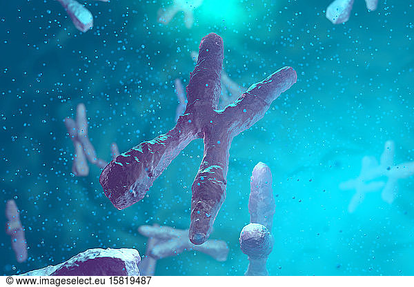 Chromosomes  3D Rendering