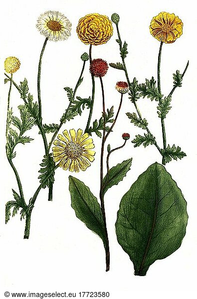 Chrysanthemum matricariae  hortense  Historisch  digital restaurierte Reproduktion von einer Vorlage aus dem 18. Jahrhundert