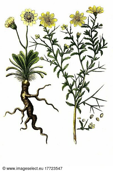 Chrysanthemum osteospermonnum  Historisch  digital restaurierte Reproduktion von einer Vorlage aus dem 18. Jahrhundert