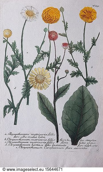 Chrysanthemums (Chrysanthemum)  hand coloured copper engraving by Johann Wilhelm Weinmann from Phytanthoza Ikonographie  1740  Germany  Europe