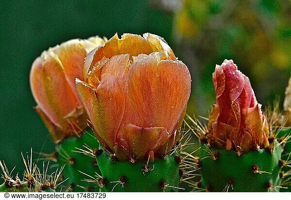 Chumbos flowers  higos chumbos  cactus (cactaceae) pear (Opuntia ficus-indica ) nopales (Opuntia)  Mexico  Mexican tropical fruit  Mexican cuisine  edible  flesh  citrus fruit  exotic fruit  Andalusia  Iberian Peninsula  Spain  Central America