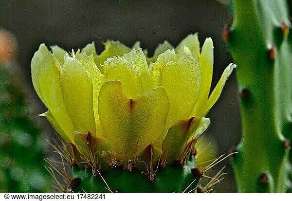 Chumbos flowers  Higos Chumbos  cactus (Cactaceae) pear (Opuntia ficus-indica) nopales (Opuntia)  Mexico  Mexican tropical fruit  Mexican cuisine  edible  pulp  citrus fruit  exotic fruit  Andalusia  Iberian Peninsula  Spain  Central America
