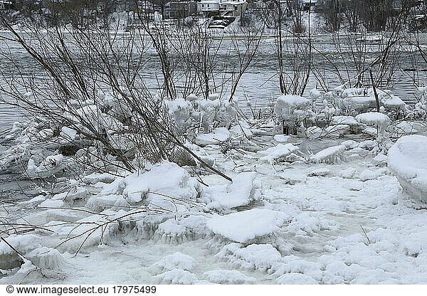 Chunks of ice on a bush  Chateauguay River  Province of Quebec  Canada  North America
