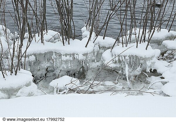 Chunks of ice on a bush  Chateauguay River  Province of Quebec  Canada  North America
