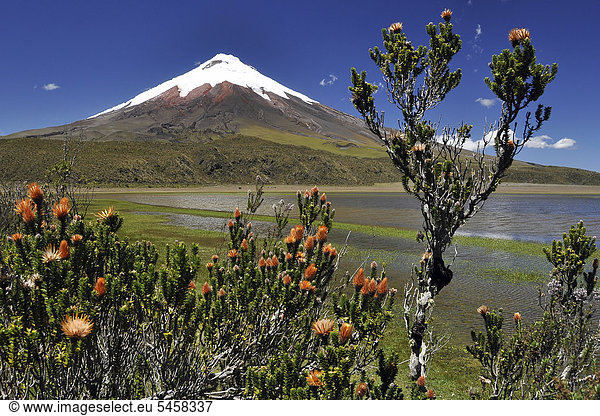 Chuquiragua (Chuquiragua jussieui) mit Vulkan Cotopaxi hinten  bei Quito  Cotopaxi  Ecuador  Südamerika