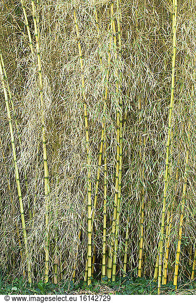 Chusquea bamboo (Chusquea gigantea) flowering before death