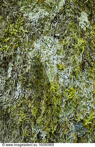 Cicada on moss and lichen  Kinabalu  Borneo  Malaysia