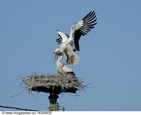 Ciconia ciconia White Stork