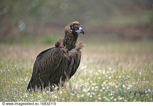 Cinereous vulture (Aegypius monachus) with prey  in a flower meadow  portrait  Extremadura  Spain  Europe