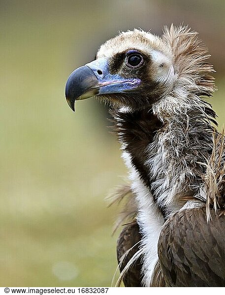 Cinereous vulture (Aegypius monachus) with prey  portrait  Extremadura  Spain  Europe