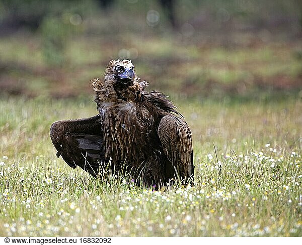 Cinereous vulture (Aegypius monachus) with prey  portrait  Extremadura  Spain  Europe