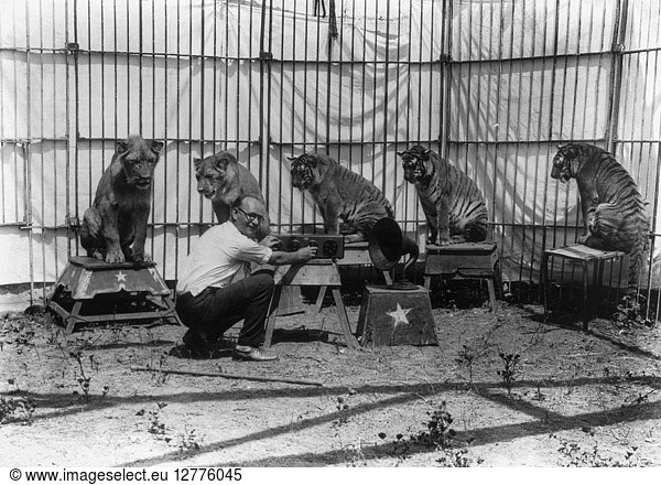 CIRCUS: LION TAMER  c1926. A lion tamer playing music inside a cage with lions and tigers. Photograph  c1926.