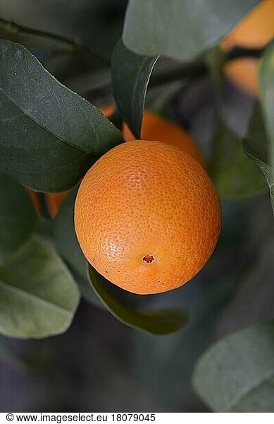 Citrus fruit (Citrus) on orange tree