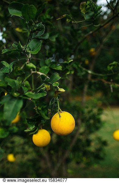 Citrus fruit hanging from a fruit tree