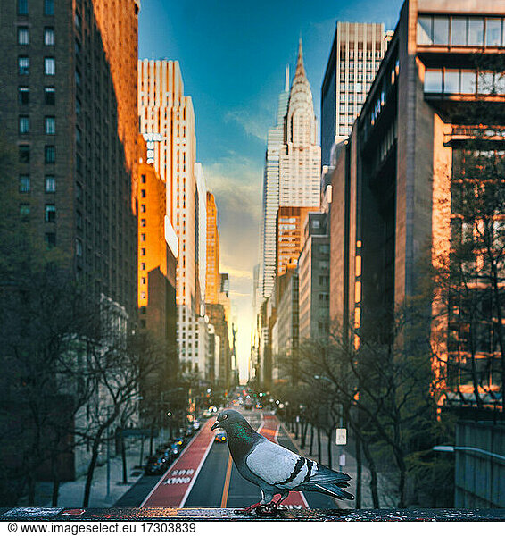 city New York Strett buildings road dove sun rays
