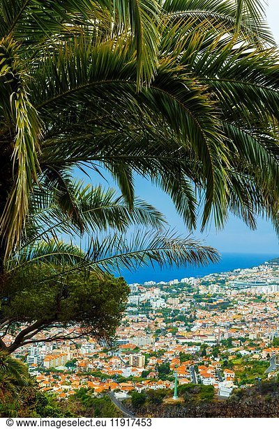 Cityscape and palm tree. Funchal. Madeira  Portugal  Europe.