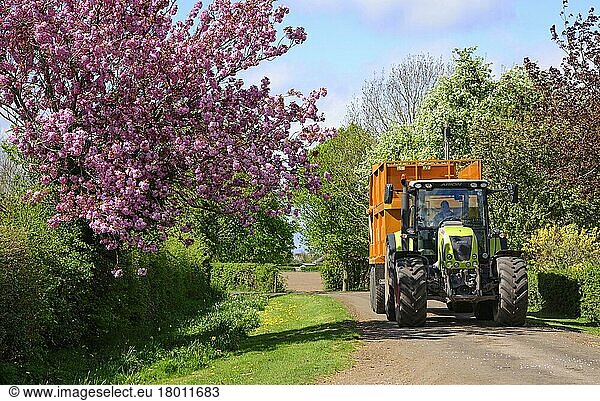 Claas tractor with grass trailer on a country road with flowering tree  Cheshire  England  United Kingdom  Europe