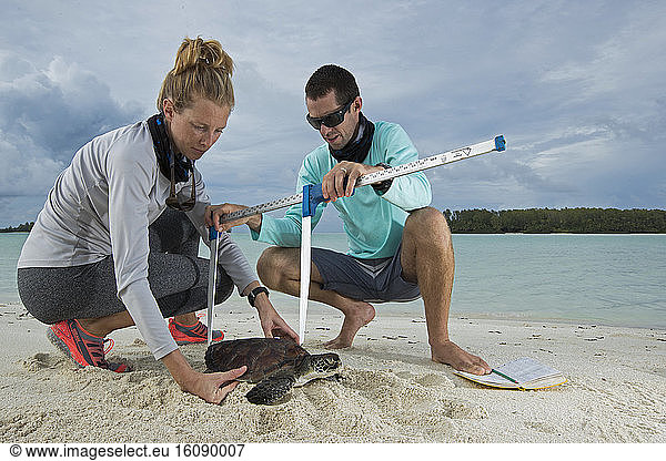 Clare Keating Daly  measuring a Green Turtle (Chelonia mydas) with Ryan Daly  Marine Biologist and Research Director of the Arros Research Center of the Save our Seas Foundation. St. Joseph's Atoll  Seychelles