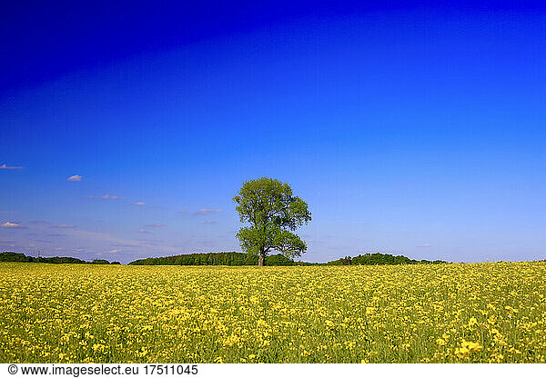 Clear blue sky over vast oilseed rape field in spring