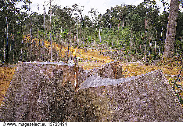 Clear-felled tropical rainforest  Kalimantan Barat  Kalimantan  Indonesia