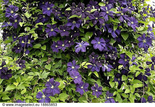 Clematis 'Etoile Violette' (Clematis-Hybride)
