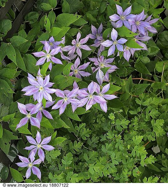 Clematis hybrid flowering