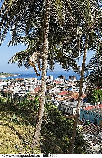 Climbing a Coconut tree (Cocos nucifera) in order to harvest the coconuts. In the outskirts of Baracoa  Cuba.