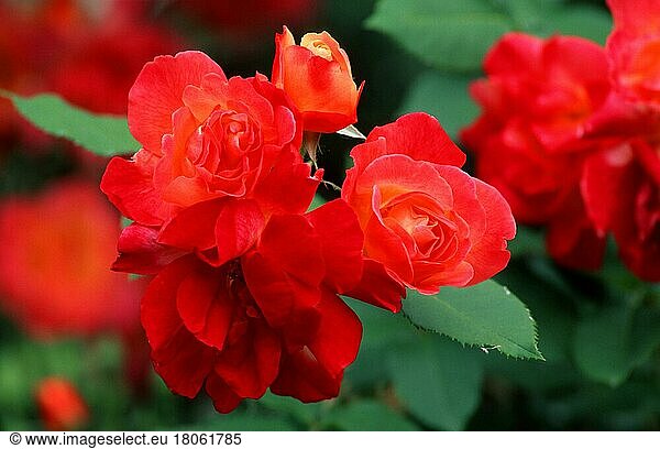 Climbing (shrubs) Rose 'Joseph's Coat'  Kletterrose 'Joseph's Coat' (Pflanzen) (Rosengewächse) (Rosaceae) (Gartenpflanze plant) (Sträucher) (Strauch) (Blumen) (Blüten) (rot) (red) (Sommer) (summer) (Querformat) (horizontal)