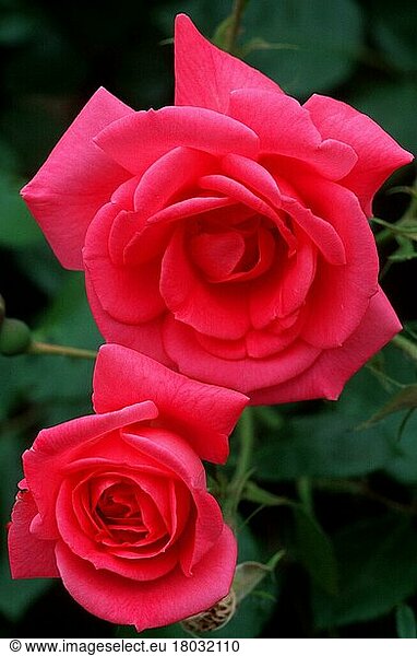 Climbing (shrubs) Rose 'Morning Jewel'  Kletterrose 'Morning Jewel' (Pflanzen) (Rosengewächse) (Rosaceae) (Gartenpflanze plant) (Sträucher) (Strauch) (Blumen) (Blüten) (leuchtend) (brightness) (rosa) (pink) (Sommer) (summer) (vertical)