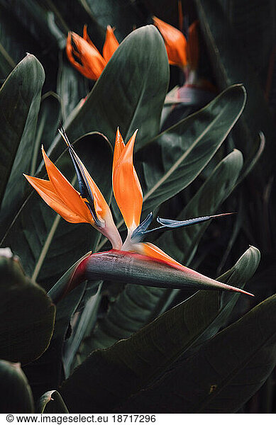 Close angle view of the Flower Bird of Paradise