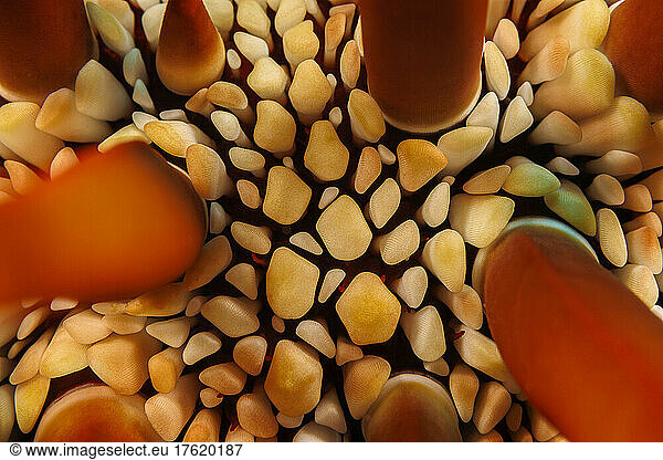 Close look between the spines of a Red Slate Pencil Sea Urchin (Heterocentrotus mamillatus); Hawaii  United States of America