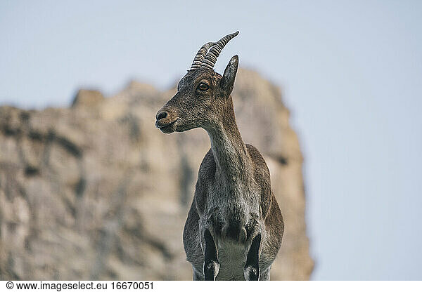 Close portrait of a Spanish mountain goat  Spanish Ibex  in Sierra de