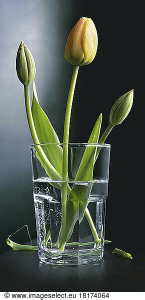 Close-u of tulips in a water glass  studio shot on black background