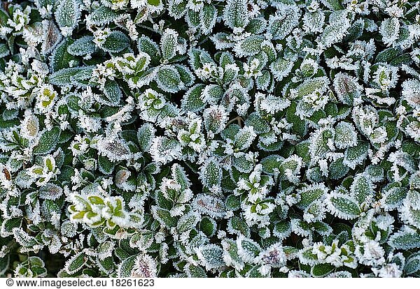 Close-up  common box (Buxus sempervirens)  frost  winter  the leaves of the boxwood hedge are covered with frost