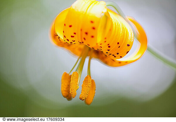Close-up detail of a beautiful lily blossom; Oregon  United States of America