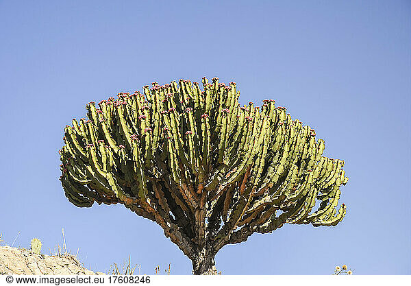 Close-up detail of a cactus growing in an arid landscape in East Africa; Ethiopia