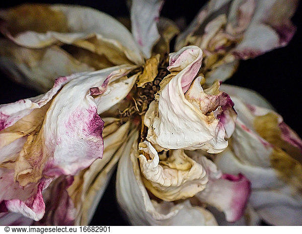 Close up detail of dried out flower petals from large flower