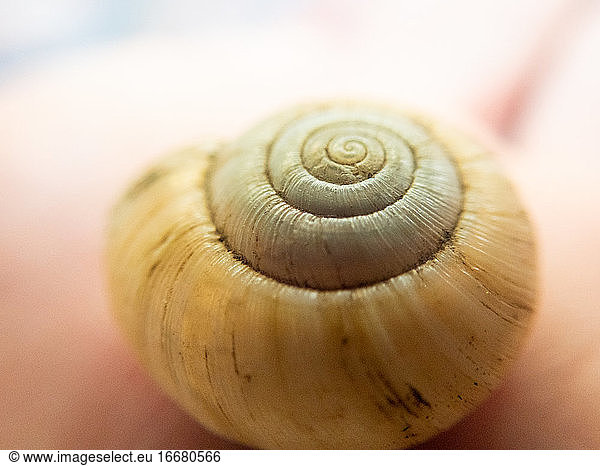 Close up detail of empty snail shell in bright light showing texture