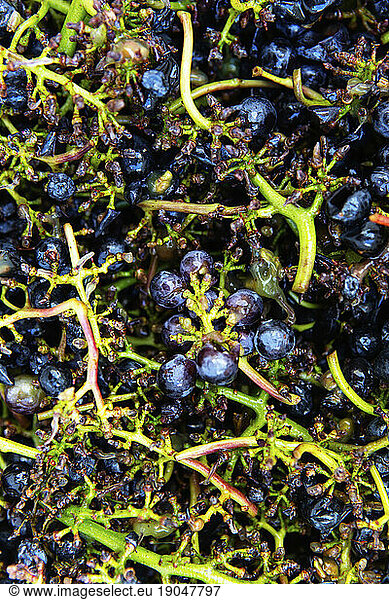 Close up  detail  of Pinot Noir grapes and stems.