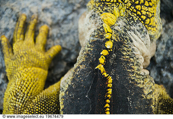Close up detail of the yellow spine of a marine iguana  Galapagos Islands  Ecuador.