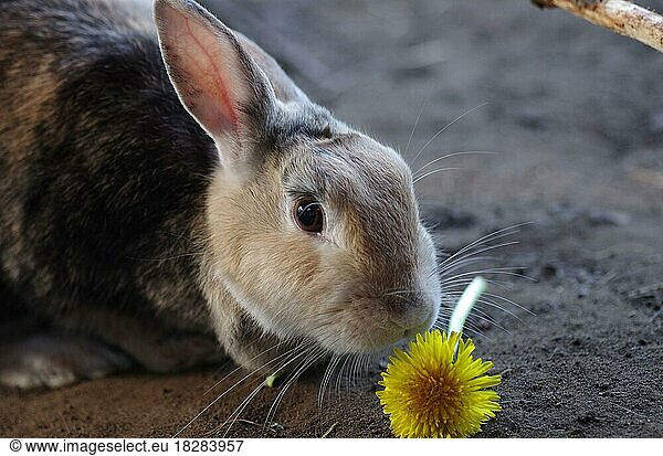 Close-up  domestic rabbit (Oryctolagus cuniculus forma domestica)  common dandelion (Taraxacum sect. Ruderalia) enclosure  food for the rabbit  a flower from the dandelion