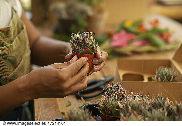 Close up Frau hält winzige sukkulente Pflanze im Laden