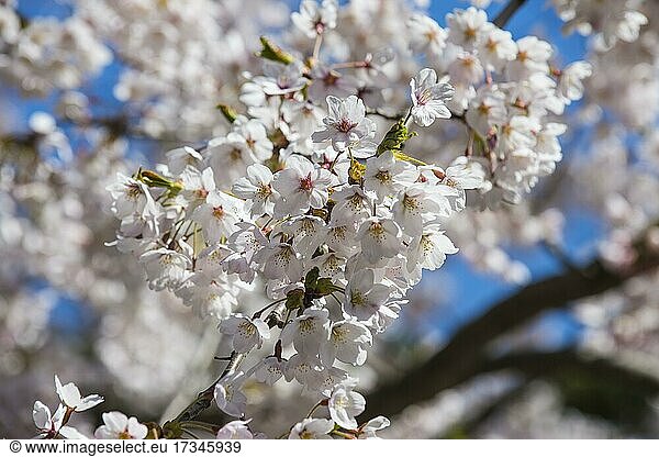 Close up from Cherry blossom in the Hakodate park  Hakodate  Hokkaido  Japan  Asia